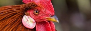 coq