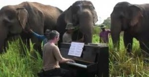 éléphant écoutant du piano