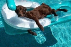 chien contre la nage